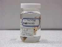 藏品(駝背鱸)的圖片